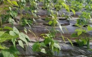 蕓豆何時(shí)噴施磷酸二氫鉀，結(jié)莢鼓粒時(shí)噴肥效果更佳