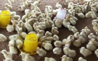 雛鵝怎么飼養(yǎng)，出殼后要在一天內(nèi)飲水開食