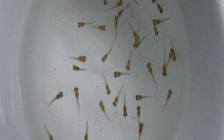 孔雀魚苗出生多久可以喂食，選擇一些容易消化的食物