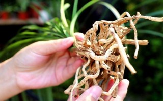 蘭花的養(yǎng)殖要點，每年都需要換盆一次
