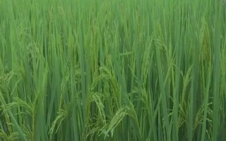 宜香優(yōu)2115水稻品種簡介，秧田畝播種量10千克