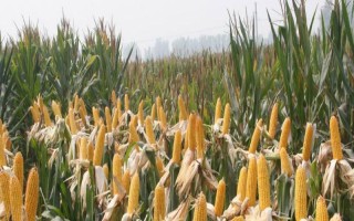 中利禾2209玉米種子簡介，基肥應(yīng)每畝施40千克