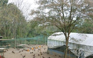 養(yǎng)野雞所需手續(xù)，取得《野生動物馴養(yǎng)繁殖許可證》、《野生動物經(jīng)營許可證》才能銷售和運輸