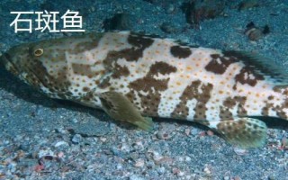 常見的魚類品種，大部分均為淡水魚