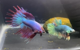 斗魚喂食要喂多少，成年魚喂到7-8成飽即可