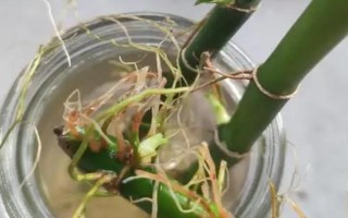 富貴竹爆芽的方法，進(jìn)行打頂最快速