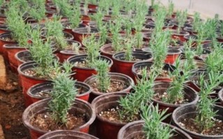 薰衣草的種植技術(shù)，常采用播種繁殖方式