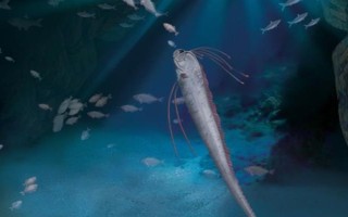 帶魚(yú)吃什么，養(yǎng)殖的帶魚(yú)愛(ài)吃動(dòng)物飼料