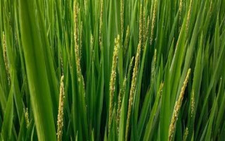 稼信5號水稻種子特征特性，該品種主莖11片葉