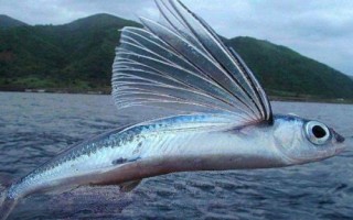 魚有眼皮嗎，沒有眼皮，但具有“淚膜”