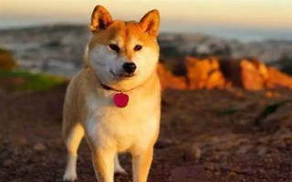 有哪些短毛大型犬，包括大丹犬、杜賓犬、羅威納犬等品種