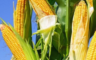 黑鳳玉米種子特點，最佳種植密度3000株