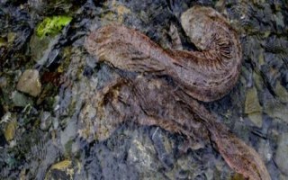 娃娃魚屬于什么動物，長得像魚但卻不是魚