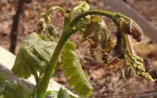 新疆葡萄發(fā)生凍害的原因，以低溫、積雪少、冬灌不足等因素為主