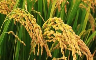 準(zhǔn)兩優(yōu)893水稻種子特征特性，加強(qiáng)防治稻瘟病等病蟲(chóng)害
