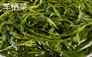 海藻的種類，均可以食用