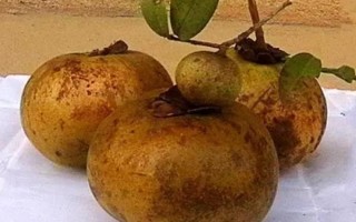 油茶樹(shù)有哪些高產(chǎn)品種，以下6種的產(chǎn)量較高
