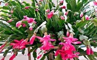 蟹爪蘭干癟的補(bǔ)救方法，需找準(zhǔn)原因再對(duì)癥治療