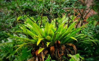 鳥巢蕨有哪些主要品種，有灣鳥巢蕨、羽葉鳥巢蕨等