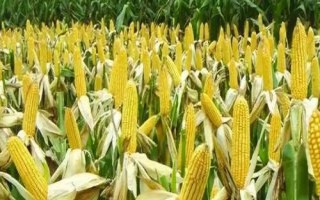 科育2023玉米種子特征特性，大喇叭口期期注意防治玉米螟