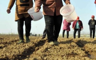 申白甜糯3號玉米品種簡介，鮮食糯玉米品種