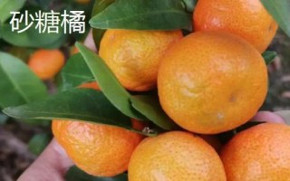 橘子的產(chǎn)地分布，主產(chǎn)于廣東、湖南、四川、廣西等省份