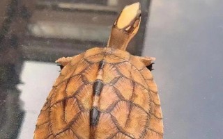 金錢龜可以私人養(yǎng)嗎，沒有許可證是不能養(yǎng)殖的