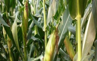 朝糯608玉米種簡介，基肥應(yīng)每畝施40千克