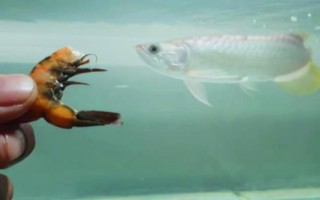 怎么給銀龍魚喂食，建議每天投喂三至四次