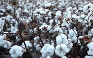 盛雜棉9號F1棉花種子簡介，每畝定植1500-1800株