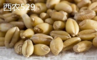 西農(nóng)小麥種子，常見這6種