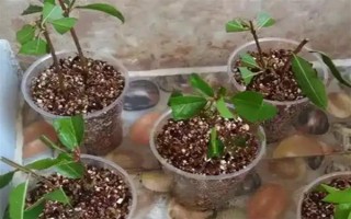 嫁接桂花的方法，將枝條插入砧木中并綁扎薄膜