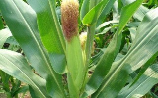 科泰18號(hào)玉米種子簡(jiǎn)介