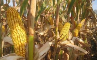 金玉358玉米種子特點，適宜密度為每畝5000株左右