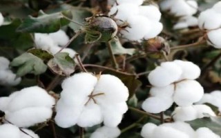 冀農(nóng)大43號(hào)棉花種子簡介，高抗枯萎?。ú≈?.84）