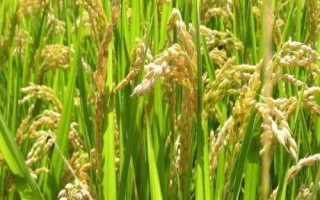 徽兩優(yōu)1801水稻品種簡介，全生育期136.6天