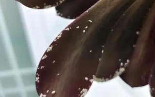 黑法師葉子掉光了還能不能活，發(fā)生在夏季的話就無須擔(dān)心
