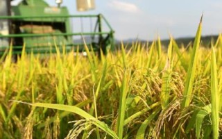 廣8優(yōu)779水稻種簡介，全生育期152天