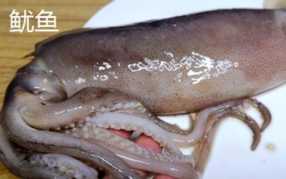 章魚有幾只觸手，一共有八條所以被叫做八爪魚
