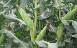 金玉198玉米品種的特性，適宜播種期6月上旬