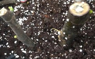 小盼菩提與菩提樹有什么區(qū)別，前者葉片寬大且表面光滑、后者葉片呈革質(zhì)