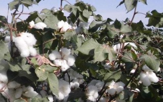 瑞雜816棉花種子介紹，屬中早熟品種