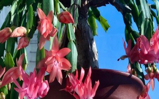蟹爪蘭打花苞后如何澆水，可每隔7天給植株澆水一次
