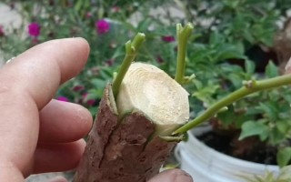 三角梅嫁接所用砧木，以長勢強(qiáng)的紫花三角梅為宜