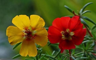 午時(shí)花是什么品種，屬于梧桐科一年生草本植物