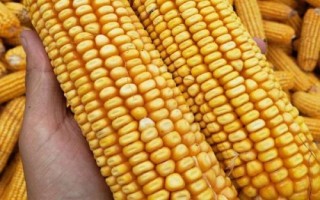 邦玉667玉米種子介紹，適宜密度為每畝4500株左右