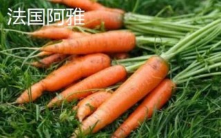 胡蘿卜是什么季節(jié)的蔬菜，屬于秋冬季蔬菜但一年四季可吃到