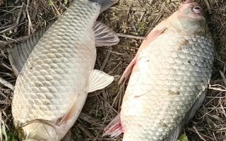如何垂釣產(chǎn)卵期的鯽魚(yú)，早上作釣更容易上鉤