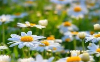 雛菊什么時候開花，每年3月初就可以開花