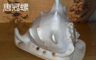 鸚鵡螺是海螺嗎，是頭足綱軟體動物不是海螺